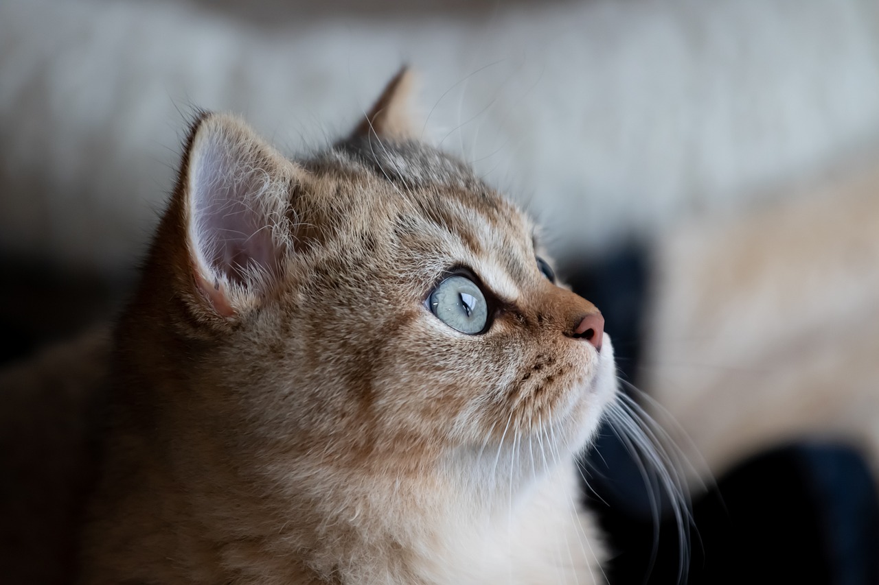 Understanding Behavioral Cues in Cats